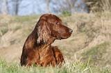 SETTER IRLANDAIS 209